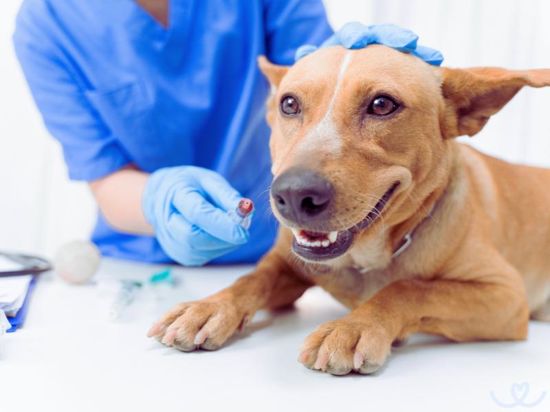 Jak-naucit-psa-chodit-k-veterinari (5)